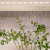 Лента светодиодная FITO-Strip Light-Rа90-3m 3м для растений полноспектральная IP65 Эра Б0059881 Лента светодиодная FITO-Strip Light-Rа90-3m 3м для растений полноспектральная IP65 Эра Б0059881