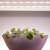 Лента светодиодная FITO-Strip Light-Rа90-3m 3м для растений полноспектральная IP65 Эра Б0059881 Лента светодиодная FITO-Strip Light-Rа90-3m 3м для растений полноспектральная IP65 Эра Б0059881